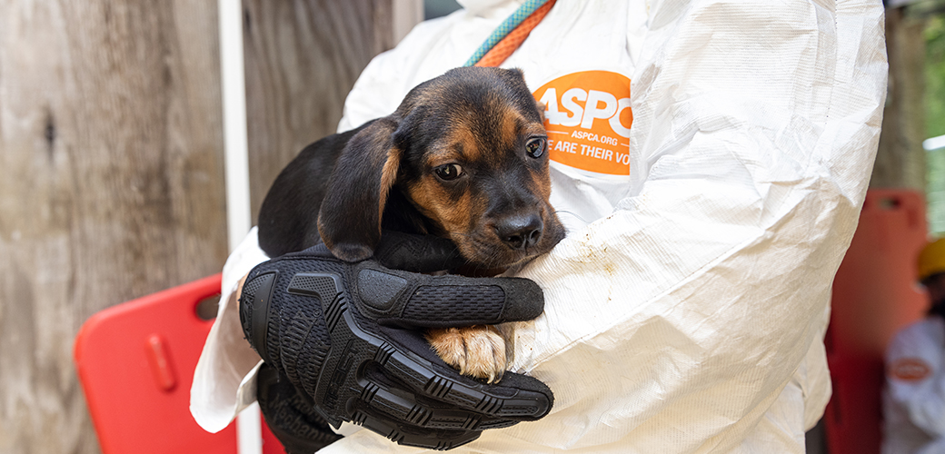 a puppy carried by an ASPCA responder