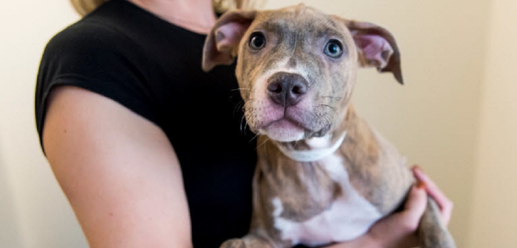 pitbull puppy at HAL