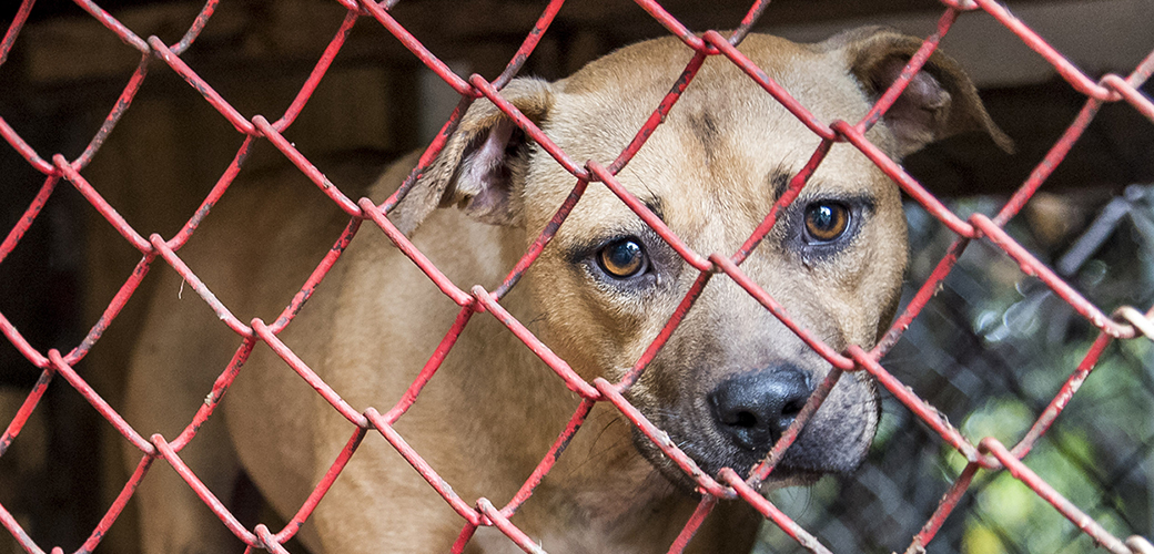 a pitbull in a cage