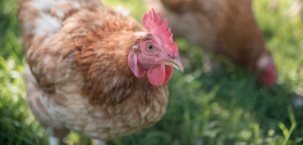 a chicken in a field