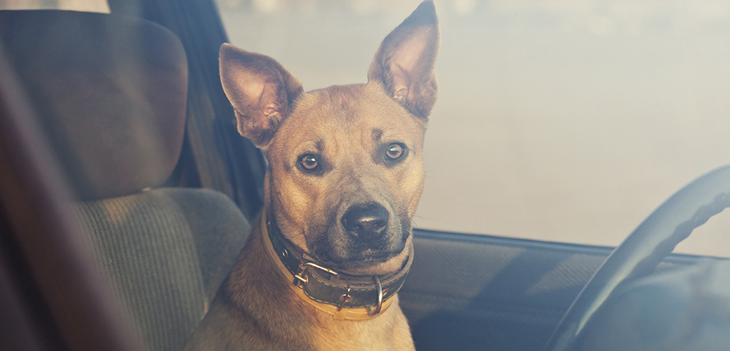 a dog in a car