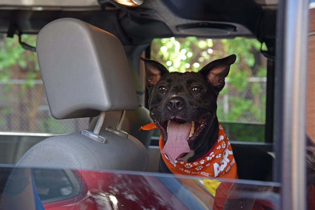 Koko in a vehicle