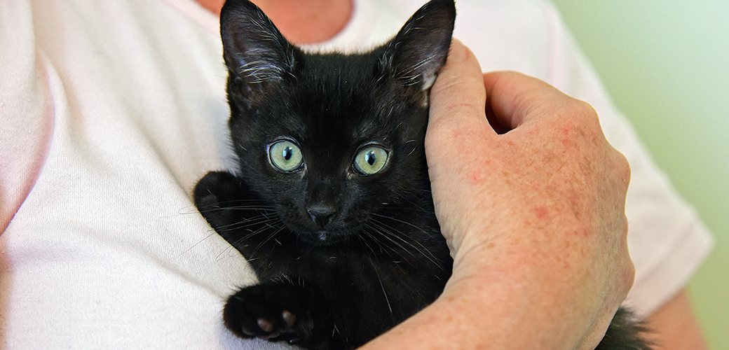 a person holding a black kitten