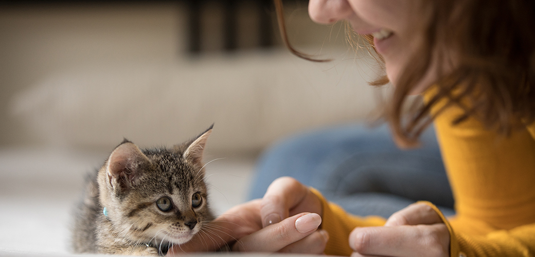 grey tabby kitten being pet by woman in golden sweater