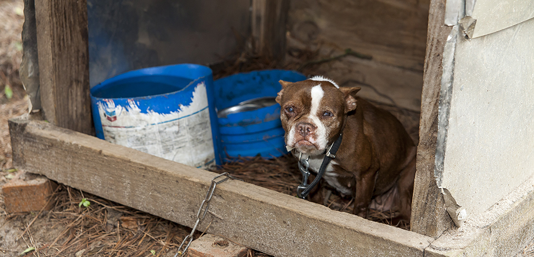 a dog in a dirty dog house