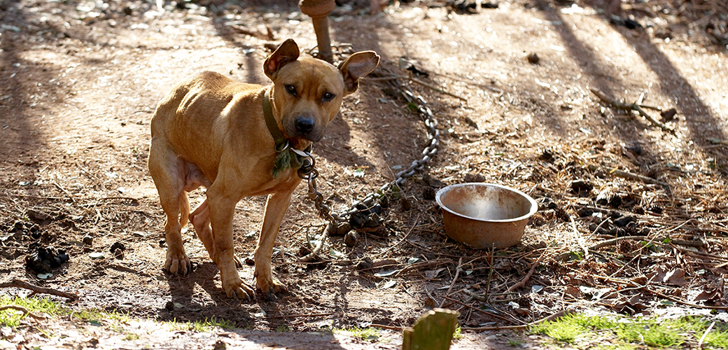 a pitbull chained to the ground