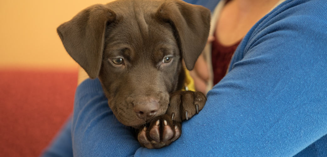 puppy being held