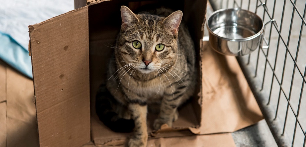 Cat in a cardboard box