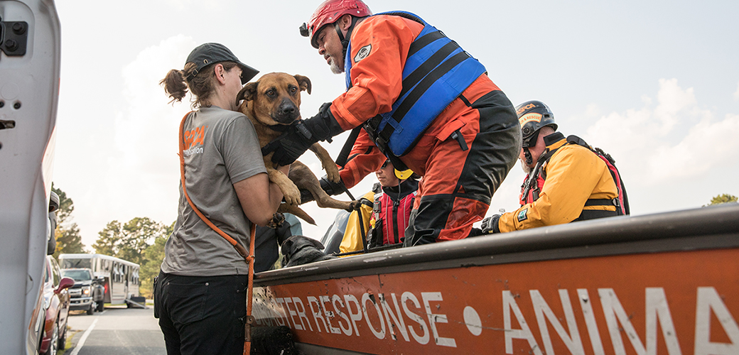 responders rescuing a dog