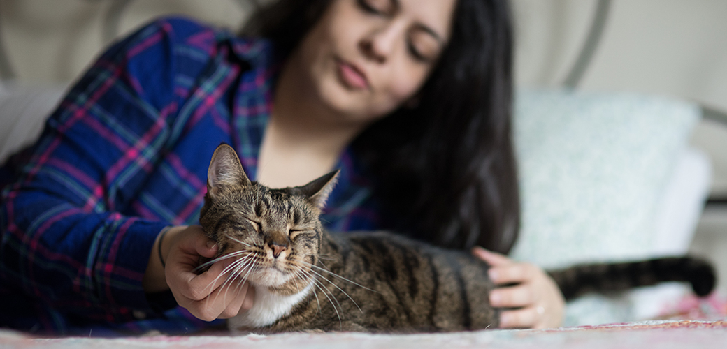 senior cat being pet