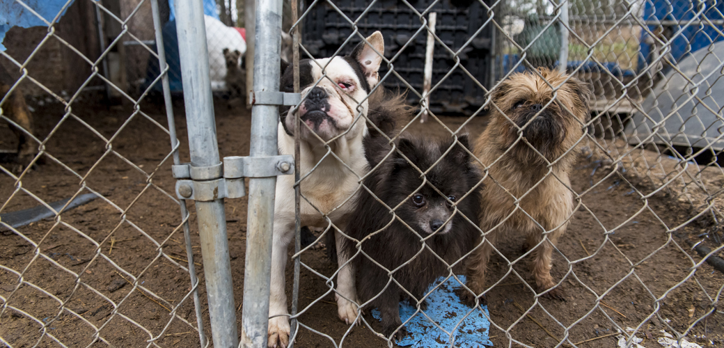 three dogs in a muddy pen