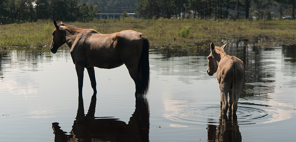 a wild horse and burro in water