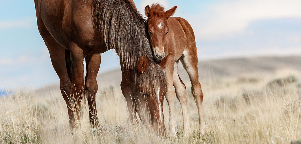 a wild horse and its colt