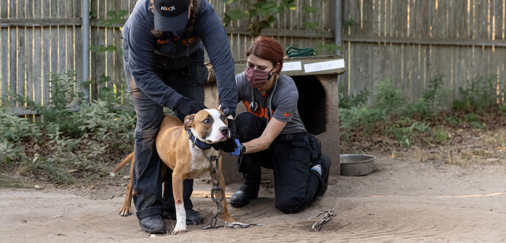 Matt’s Blog: Dogfighting Persists—Here’s How We Can End It
