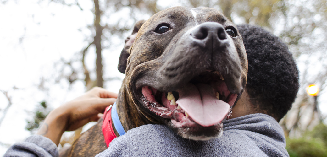 Happy pit bull