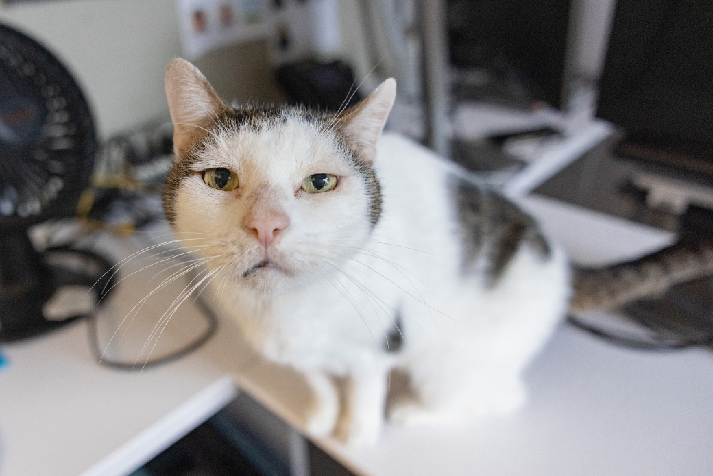 A white and brown cat sitting on a desk
