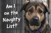 A dog in a cage wth the text 