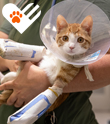 Cat with arm casts and cone