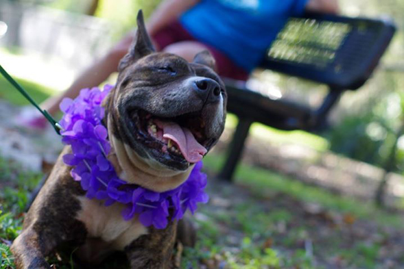 Former dog fighting victim wearing a purple flower lei