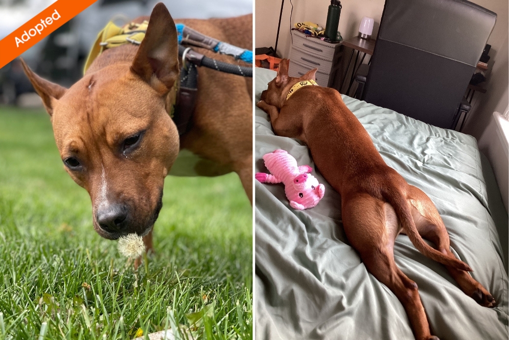 A dog smelling a dandelion in a yard, and another photo of the dog lying down in the bed with legs outstretched