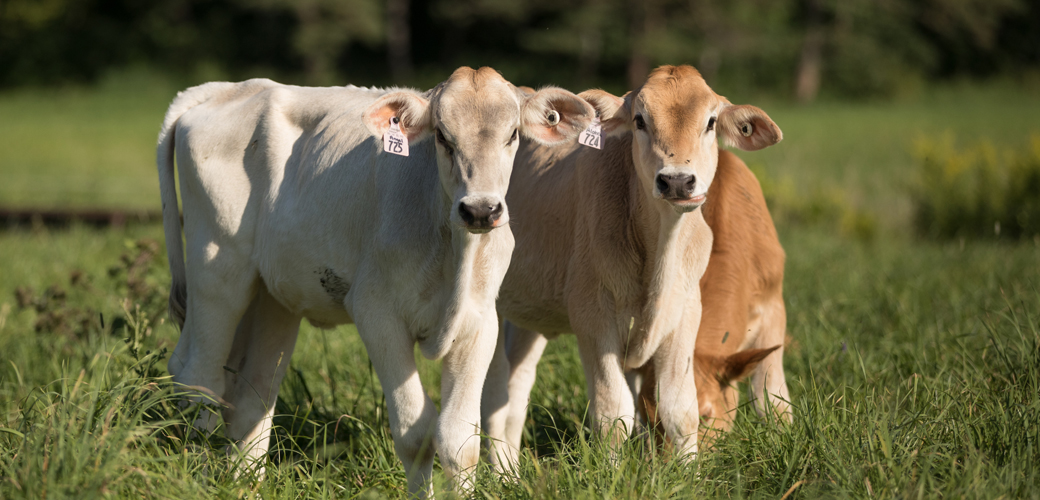 Cows on farm