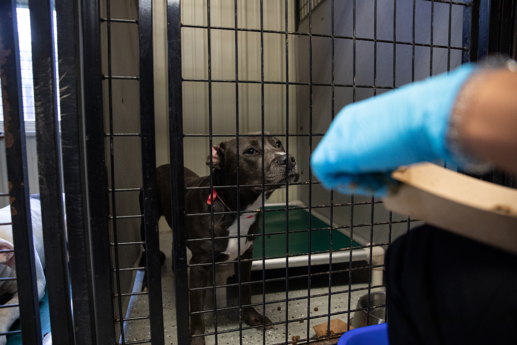 Person feeding dog through crate