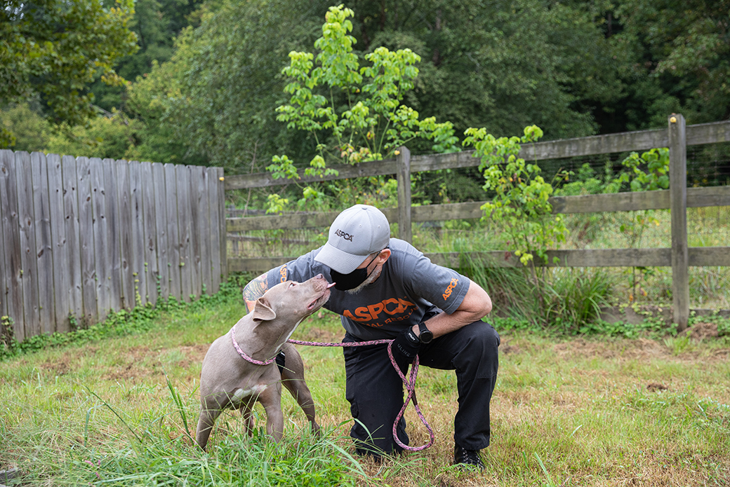 Man playing with gray dog