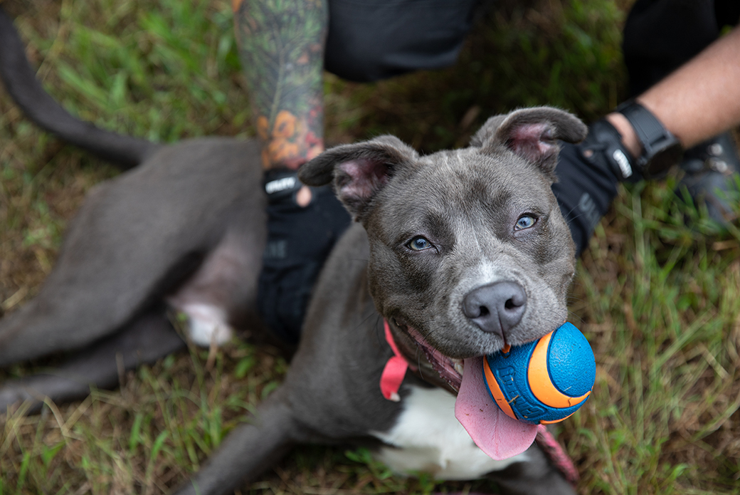 Gray dog with ball