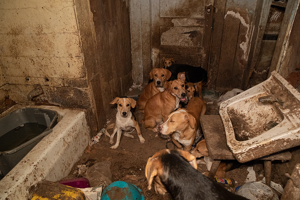 Dogs in feces-covered bathroom