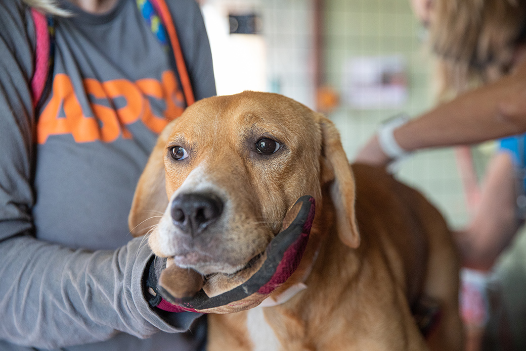 Dog being given medical exam