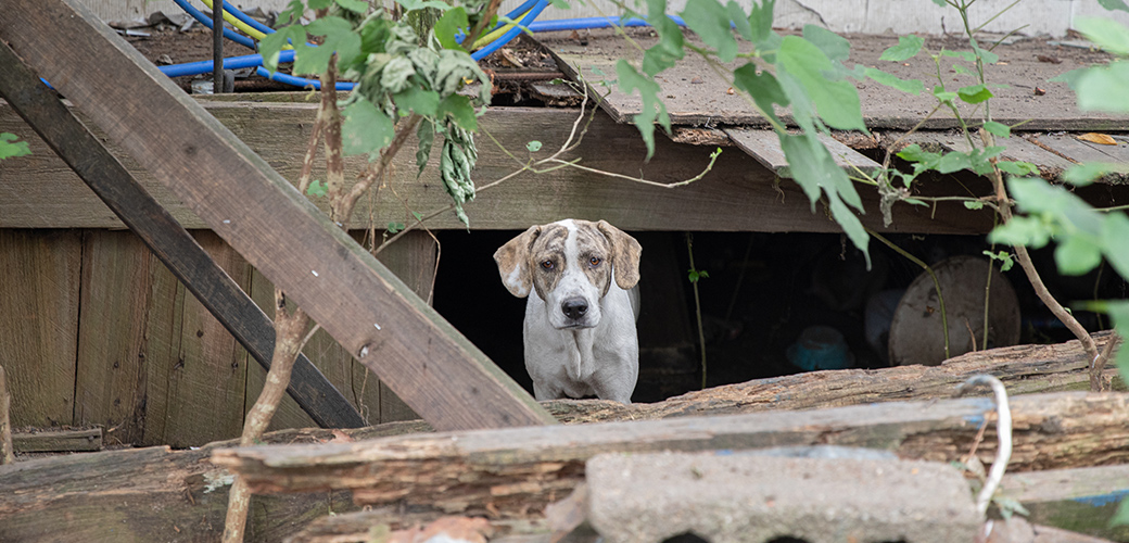 Dog in ruined shed