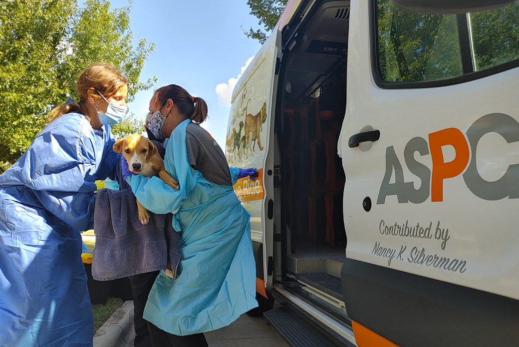 Responders helping dog into van