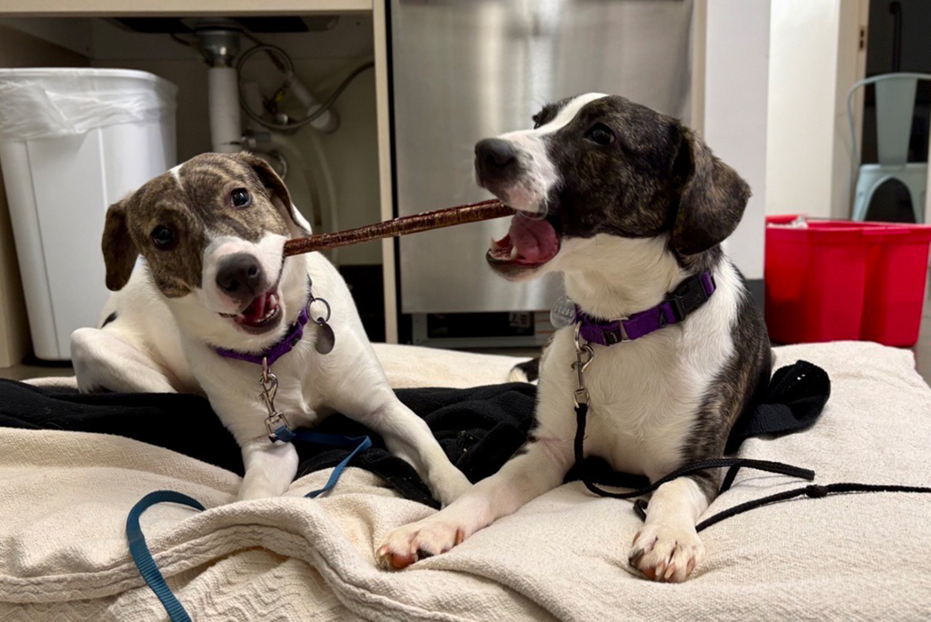 Delta and another dog playing with a chew toy
