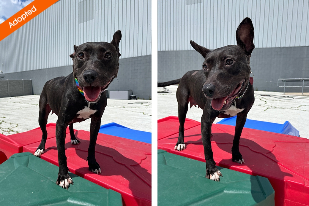 Two pictures of a dog standing on agility blocks outside
