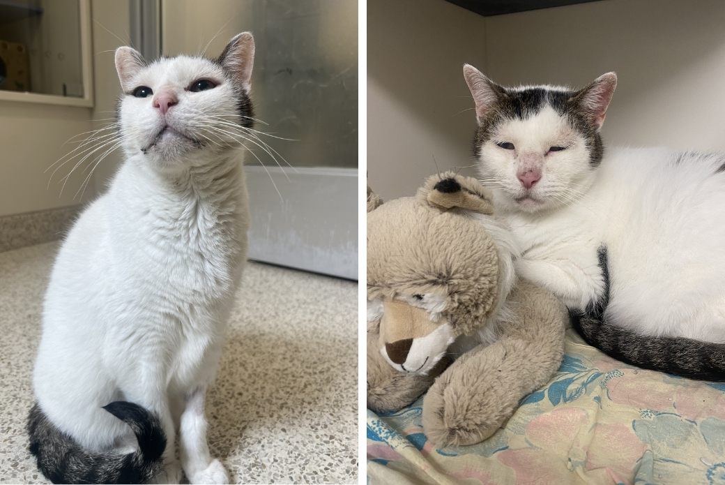 A cat sitting up and a cat lying down on a stuffed bear