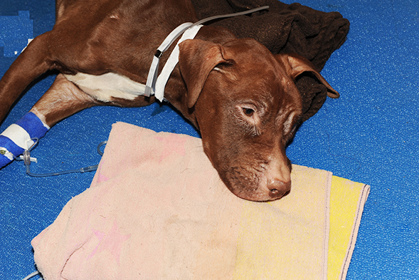 New York City Dog Left to Starve to Death in Suitcase: ASPCA Offers $20,000 Reward for Information Leading to Arrest