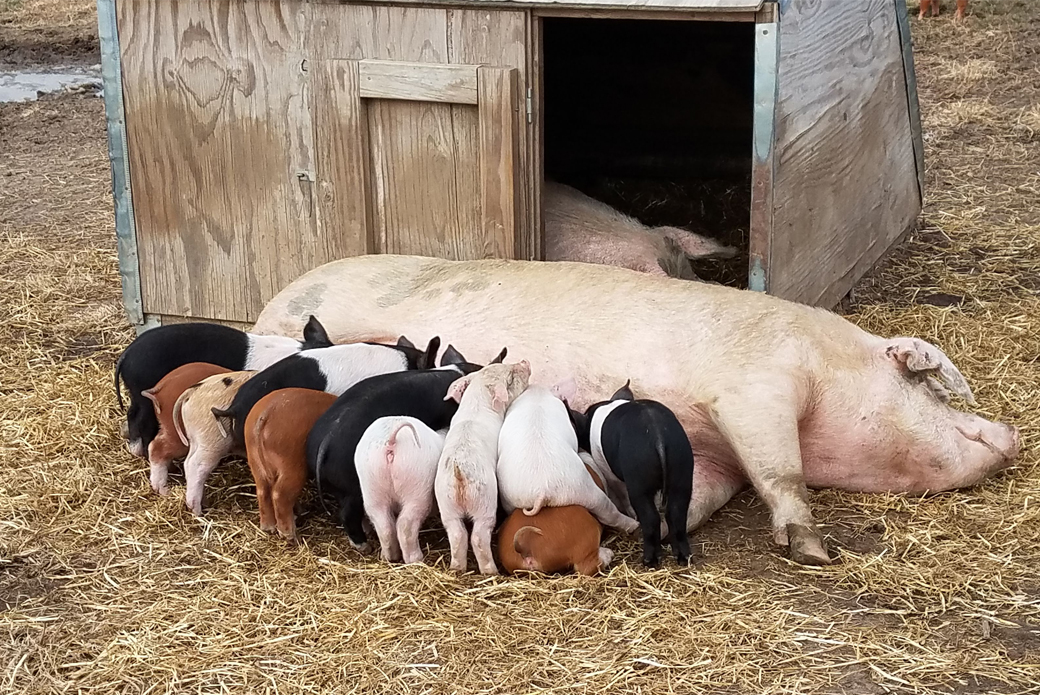 Piglets and sow