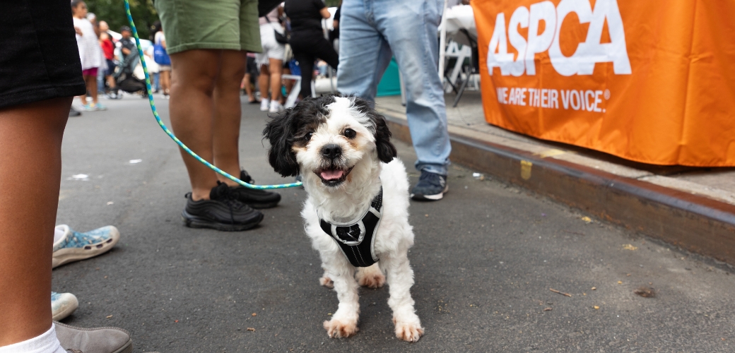 A small dog on a street near a crowd of people
