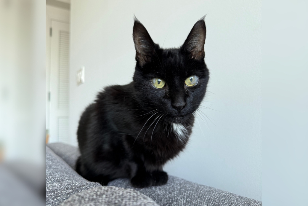 A black cat perched on furniture