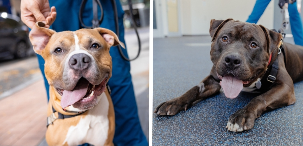A smiling brown-and-white dog and a brown dog lying down