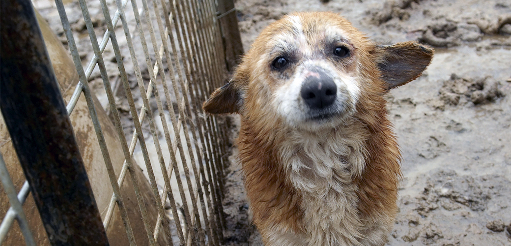 Puppy in mud