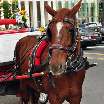 A carriage horse walking on a busy street in New York City