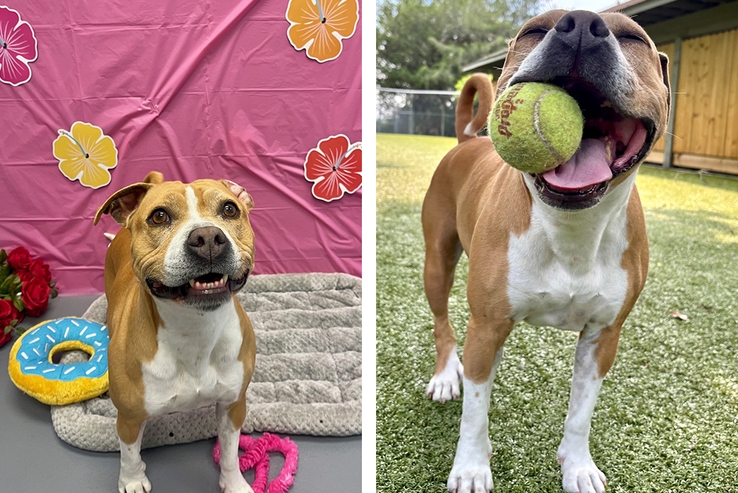 A brown-and-white dog with a tennis ball