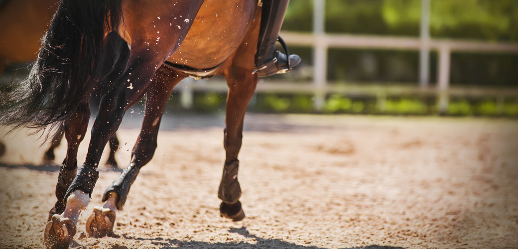 a brown horse running