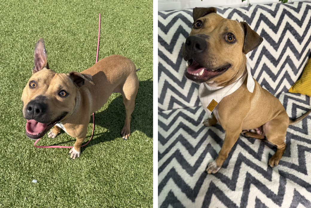 Left Padme outside on grass, Right Padme sitting on pattern couch