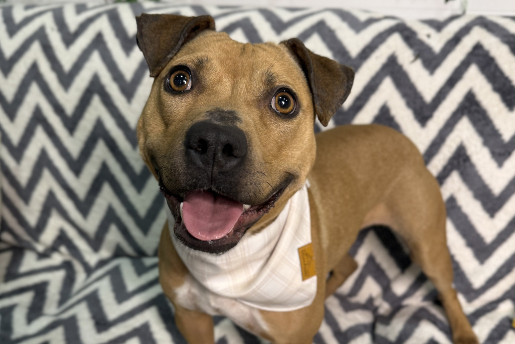 Padme happy standing on pattern couch