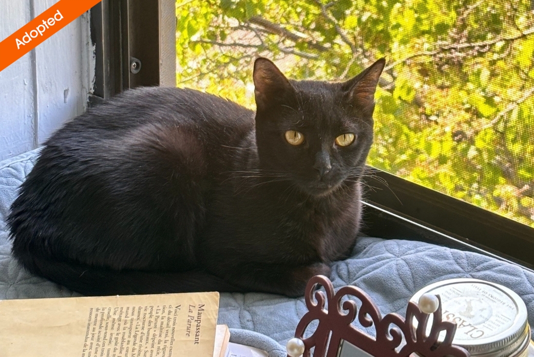 A black cat lying down on a windowsill
