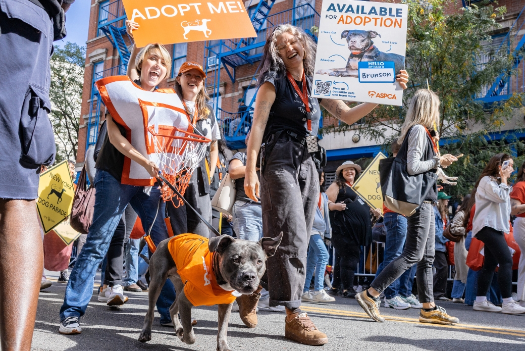 A road filled with people and a grey dog, marching in a parade