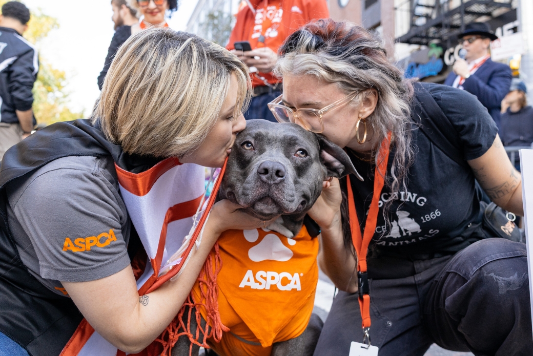 A grey dog being kissed on both sides of his face