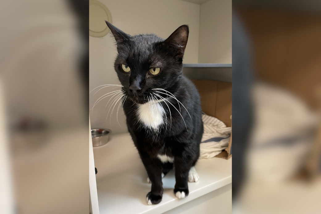 A cat sitting up, staring patiently